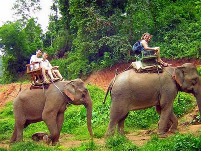phuket elefanten tour